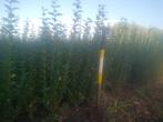 Ligustrum ( Liguster ), Ophalen, Liguster, Haag, Minder dan 100 cm