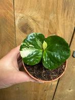 Koffieplant coffea arabica plant albo white wit variegata, Huis en Inrichting, Kamerplanten, Ophalen of Verzenden, Halfschaduw