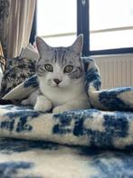 Moose zoekt nieuw huisje of stabiel logeeradres!, Kater, Gechipt, 3 tot 5 jaar