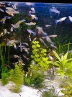 Guppen te koop, Vis, Zoetwatervis
