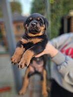 zéér mooie Rottweiler pups te koop, Dieren en Toebehoren, Honden | Bulldogs, Pinschers en Molossers, Rabiës (hondsdolheid), 8 tot 15 weken