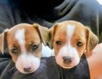 Laagbenig Jack Russel teefje te koop, Dieren en Toebehoren, Honden | Jack Russells en Terriërs, Parvo, Jack Russell Terriër, 8 tot 15 weken