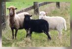 Mooi ouessant ooi met  lammetjes, Dieren en Toebehoren, Schapen, Geiten en Varkens, Meerdere dieren, Schaap