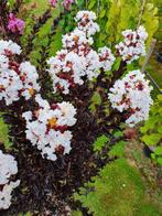 Lagerstroemia indica Coconut Sorbet / unieke nieuwe soort‼️‼, 250 tot 400 cm, Zomer, Zuilboom, Ophalen