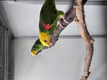 Mooi bewezen koppel dubbele geelkopamazones beschikbaar voor biedingen