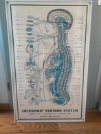 Oude medische poster anatomie zenuwstelsel ingekleurd, Met lijst, Ophalen of Verzenden, A1 t/m A3, Overige onderwerpen