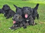 Berner sennen - Golden retriever x Bouvier pups, Dieren en Toebehoren, Rabiës (hondsdolheid), 8 tot 15 weken, Groot, Meerdere