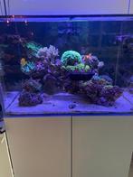 Compleet Blue marine 200 zee-aquarium, Dieren en Toebehoren, Vissen | Aquaria en Toebehoren, Ophalen, Zo goed als nieuw, Leeg aquarium