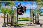 Talentvolle springpony en GGK dekhengst!, Dieren en Toebehoren, Gechipt, Springpony, Hengst, 3 tot 6 jaar