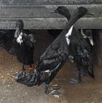 Zuivere Indische loopeend woerden, Dieren en Toebehoren, Pluimvee, Mannelijk, Eend