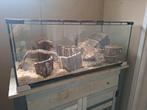Hamster + kooi, Dieren en Toebehoren, Kooi, Minder dan 75 cm, Zo goed als nieuw, Hamster