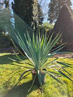 Palmlelie yucca, Tuin en Terras, Ophalen, Voorjaar, Volle zon, Wortelstok