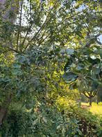 Appel boom! Ophalen & zelf verwijderen, Tuin en Terras, Planten | Bomen, Ophalen, Volle zon, Overige soorten, 400 cm of meer