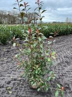 Glansmispel Photinia frasering red Robin 140/160 cm, Overige soorten, Ophalen of Verzenden, 100 tot 250 cm