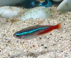 Neon Tetra, Dieren en Toebehoren, Vissen | Aquariumvissen, Vis, Zoetwatervis, Schoolvis