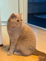 OP ZOEK NAAR EEN NIEUWE BAASJE !, Dieren en Toebehoren, Katten en Kittens | Raskatten | Korthaar, Kater