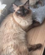 Ragdoll poes, Dieren en Toebehoren, Poes