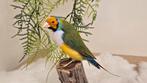 Opgezette Gouldamadine vogel taxidermie, Ophalen of Verzenden, Nieuw, Vogel, Opgezet dier