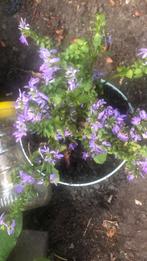 Tuinplant, Ophalen of Verzenden, Zomer, Overige soorten, Halfschaduw