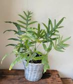 Blauwvaren met Mand., Ophalen, Halfschaduw, Minder dan 100 cm