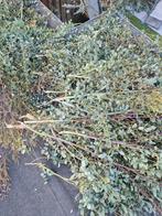 Eucalyptus, Ophalen, Zo goed als nieuw