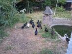 Eenden te koop, Dieren en Toebehoren, Meerdere dieren, Eend