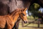 KWPN hengst veulen Denver US x Undigo x Rechter, Dieren en Toebehoren, Paarden, Hengst, Minder dan 160 cm, Dressuurpaard, 0 tot 2 jaar