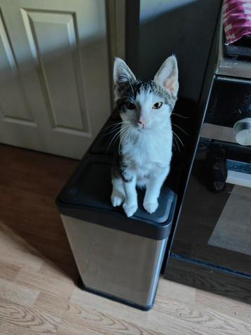 Kater chico 13 weken oud beschikbaar voor biedingen