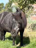 Verzorgpony gezocht!, Dieren en Toebehoren, Meerdere dieren