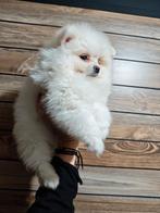 Pomeriaan pups pomeriaan, Dieren en Toebehoren, Honden | Poolhonden, Keeshonden en Oertypen, Particulier, 15 weken tot 1 jaar