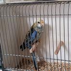 Bleekkop Rosella split lutino, Dieren en Toebehoren, Vogels | Parkieten en Papegaaien