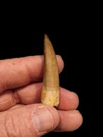 Dinosaurus tand plesiosaurus mauritanicus 4,6 cm., Ophalen of Verzenden, Fossiel