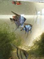 1 jonge maanvis te koop en overige Visjes, Dieren en Toebehoren, Vissen | Aquariumvissen, Vis