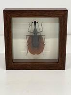 Vioolkever in lijst 16 x 16 x 4,5 cm