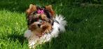 Yorkshire Terrier Biewer meisje mini XXS, CDV (hondenziekte), Meerdere, Teef, Buitenland