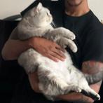 Britse Korthaar Kater - Zilveren Tabby, Dieren en Toebehoren, Kater