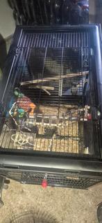 Vogels kooi xxl 80h/80b/50d, Ophalen, Zo goed als nieuw, Metaal, Vogelkooi