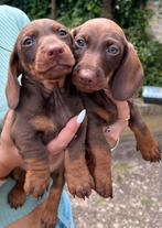 Choco tan teckel pups teef reu mogen verhuizen, Standaard, CDV (hondenziekte), 8 tot 15 weken, Korthaar