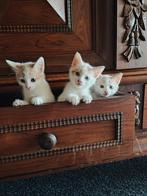 Jonge schattige poesjes, Dieren en Toebehoren, Katten en Kittens | Overige Katten, Poes