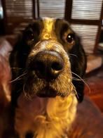 Superlieve Springer Spaniel, HCC (leverziekte), Reu, 1 tot 2 jaar, Eén hond