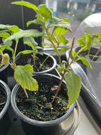 Biologische Azteeks Zoetkruid plant (Lippia dulcis), Ophalen of Verzenden, Halfschaduw, Minder dan 100 cm