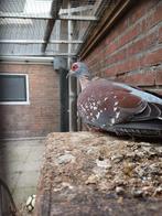 Guinea duif, Dieren en Toebehoren, Vogels | Duiven, Vrouwelijk, Overige soorten
