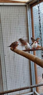Ivm stoppen vogelhobby: 6 zebravinken te koop, Meerdere dieren