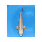 Jumbo tosai mega groeier FEMALE met certificaat IZUMIYA, Karper of Koi