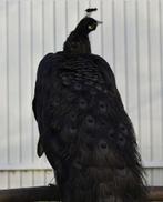 Zeldzaam: Zwarte pauwen, Meerdere dieren, Overige soorten