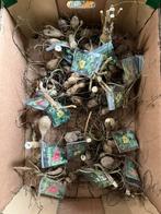 Dahlia knollen enkelbloemig, Tuin en Terras, Bloembollen en Zaden, Ophalen of Verzenden, Volle zon, Knol