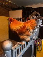 Gratis haan, Dieren en Toebehoren, Pluimvee, Mannelijk, Kip