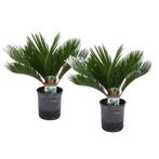 Cycas vredespalm p17, Ophalen, Zomer, Volle zon