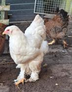 Prachtige witte Brahma hen groot, Dieren en Toebehoren, Pluimvee, Vrouwelijk, Kip