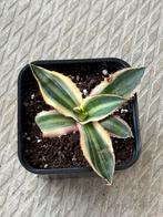 Agave lophantha Quadricolor mini #1, Tuin en Terras, Planten | Tuinplanten, Ophalen of Verzenden, Bloeit niet, Overige soorten